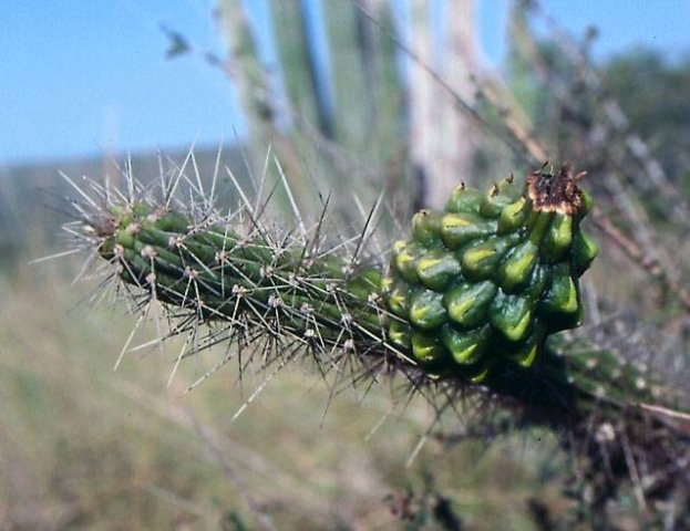 Harrisia_divaricata